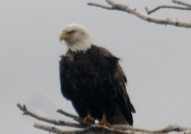 bald eagle 007.jpg