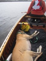 Canoe dog.jpg