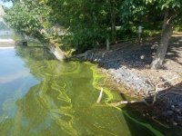 Click image for larger version  Name:	Green algae 1 IM.jpg Views:	0 Size:	690.6 KB ID:	116313