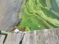 Click image for larger version  Name:	green algae IM.jpg Views:	0 Size:	921.1 KB ID:	116314