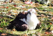 Osprey on Silver River.JPG