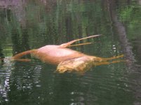 Headless deer on Sante Fe River.JPG - Click image for larger version  Name:	Headless deer on Sante Fe River.JPG Views:	0 Size:	383.4 KB ID:	121073