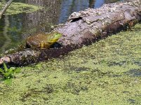 Frog Patterson Great Swamp.JPG