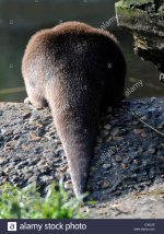 Otter tail real.jpg