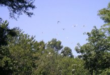 Ocklawaha in flight.JPG