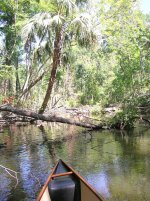 Ocklawaha River tributary.JPG