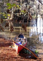 Lotus Caper in Sparkleberry Swamp.JPG