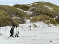 falkland beach.jpg