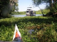 Stuck in water hyacinths.JPG