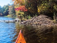 Burr beaver lodge.jpg