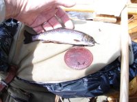 brook trout pr2.jpg