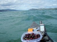 cherries on Lake Laberge.jpg