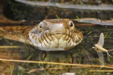 water-snake-head.jpg