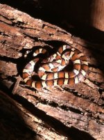 Milk Snake.JPG