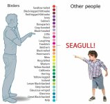 Seagull.jpg