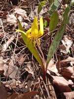 trout lily.jpg