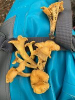 Chanterelles.JPG