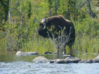 muskox.JPG