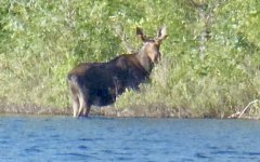 2014_Quetico 152.jpeg