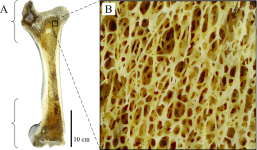 Cancellous-bone-occurrence-and-macrostructure-as-illustrated-here-with-the-femur-of-a.png