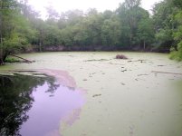 Santa Fe River Sink.JPG