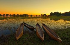 Dugouts Okavango Delta.jpg