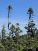 black spruce.jpg