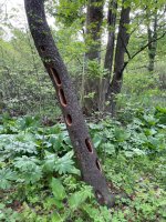 Pileateds Fav Tree.jpg