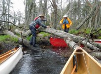 Lining through downed trees.jpg