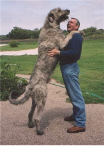 Irish Wolfhound.png