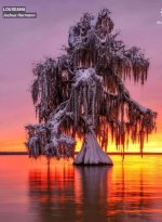 Snow on Louisiana Cypress.jpg