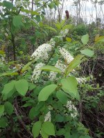 flowers on trees.jpg