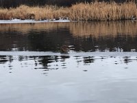 Paddling with Muskrat.jpg